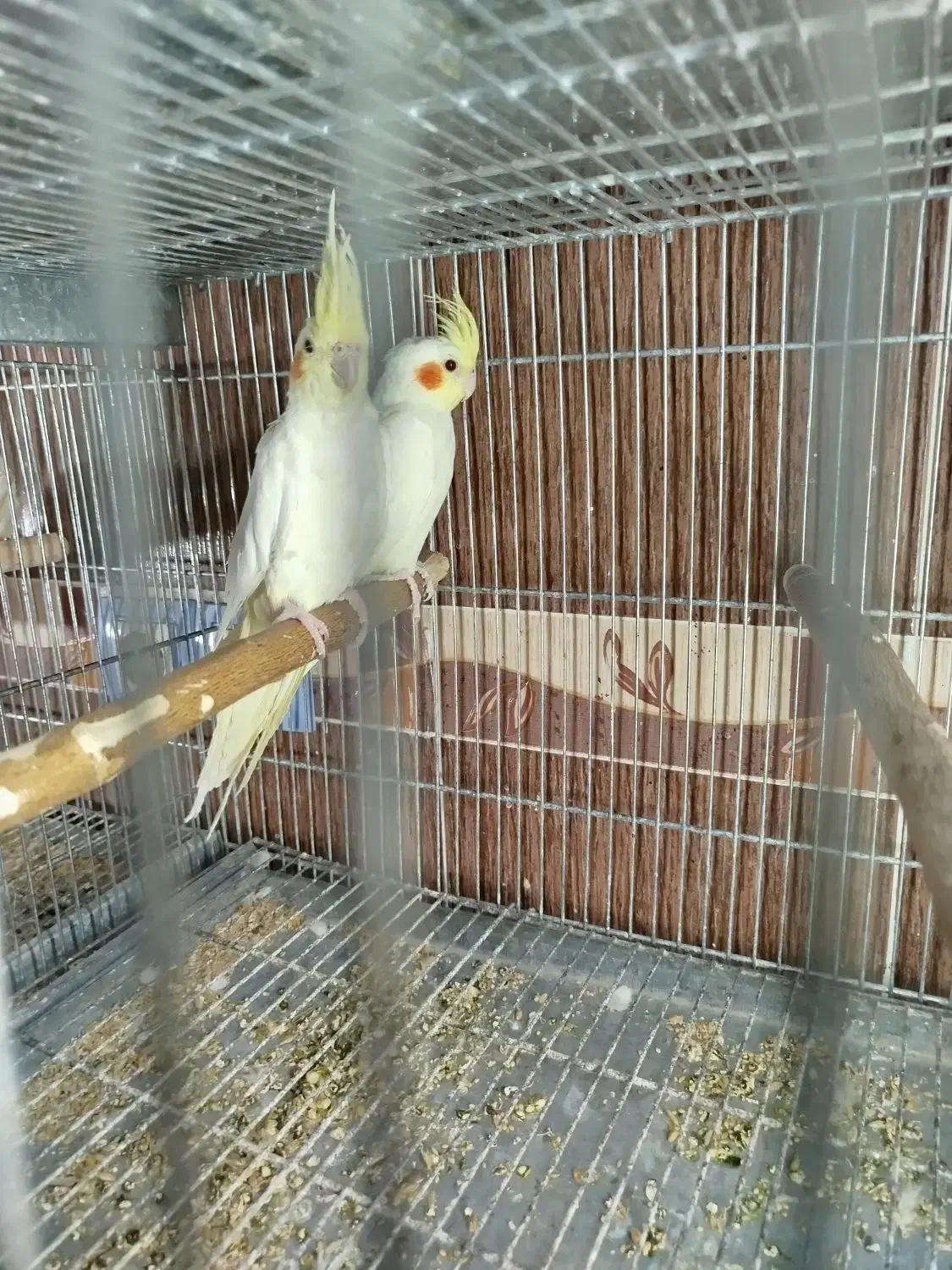 فروش عروس هلندی|پرنده|برازجان, |دیوار