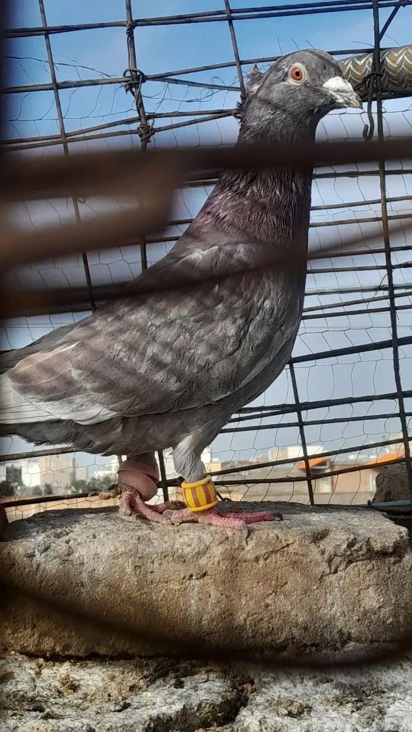 ۲تا بیجا|پرنده|سبزوار, قصبه شرقی|دیوار