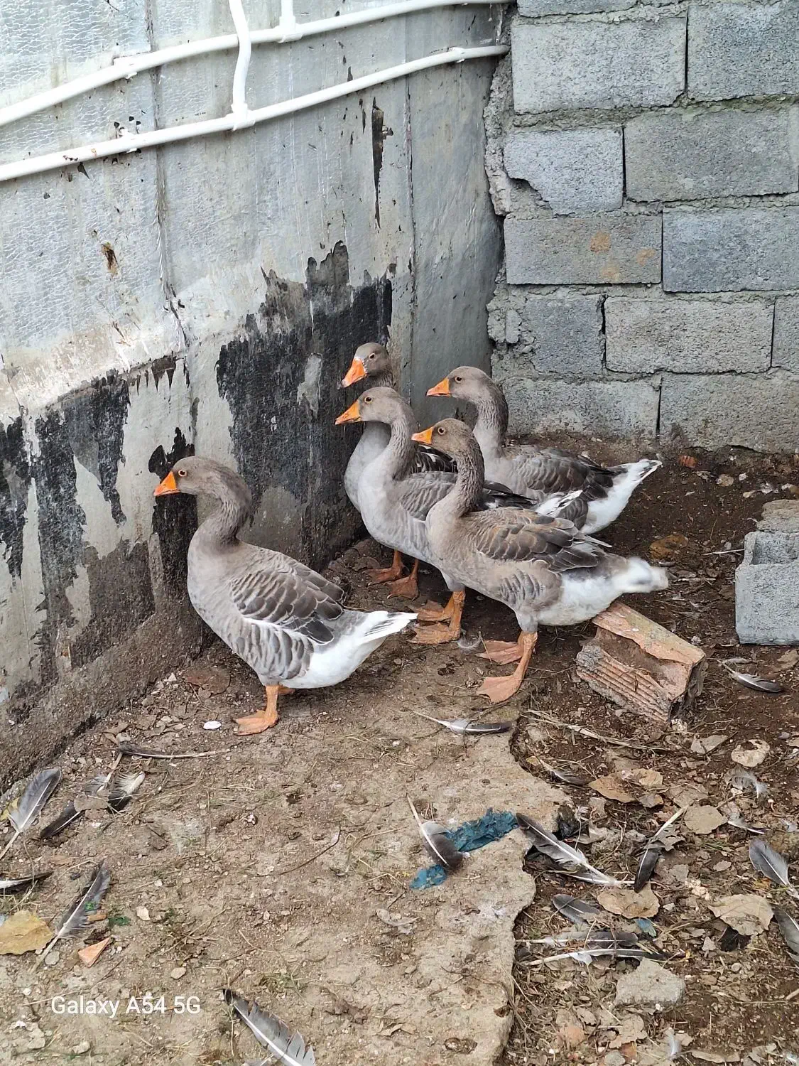 غاز محلی بالغ|حیوانات مزرعه|نوشهر, |دیوار