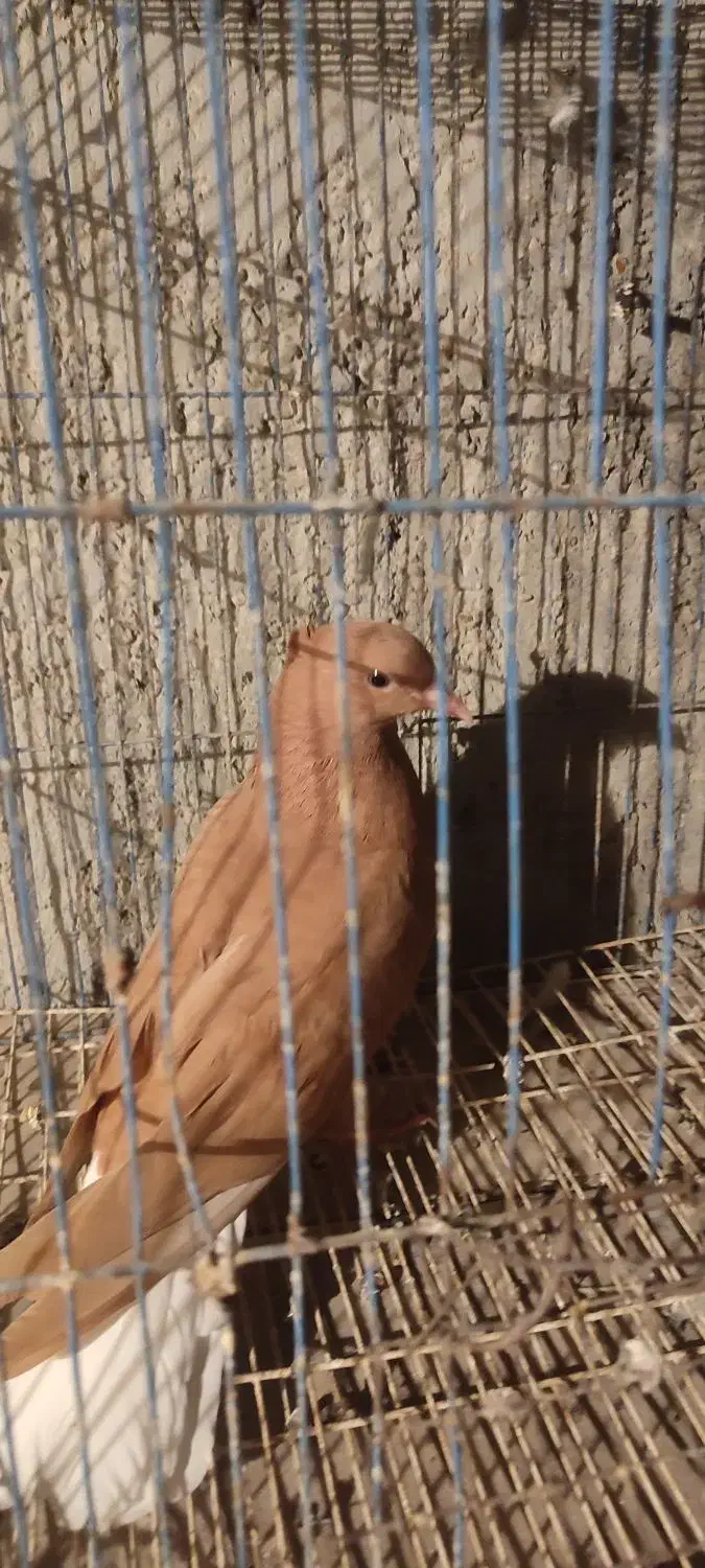 کبوتر خوشگل|پرنده|برازجان, |دیوار