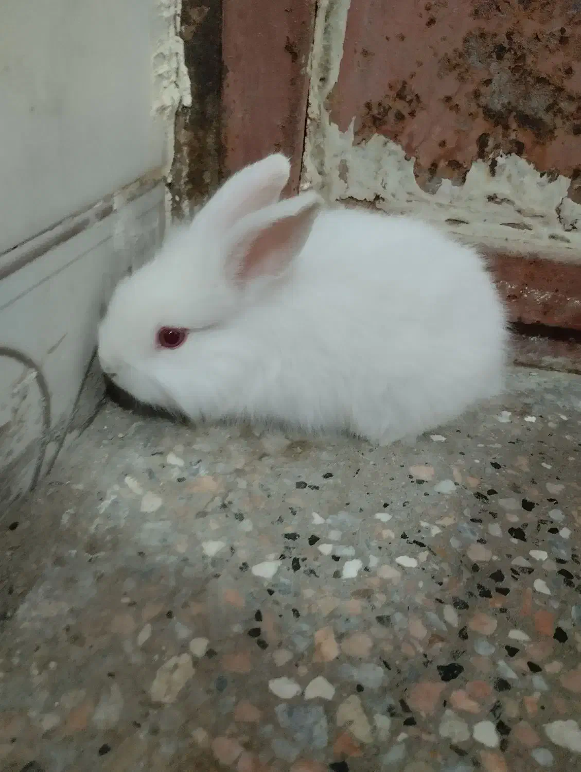 بچه خرگوش|موش و خرگوش|زابل, |دیوار