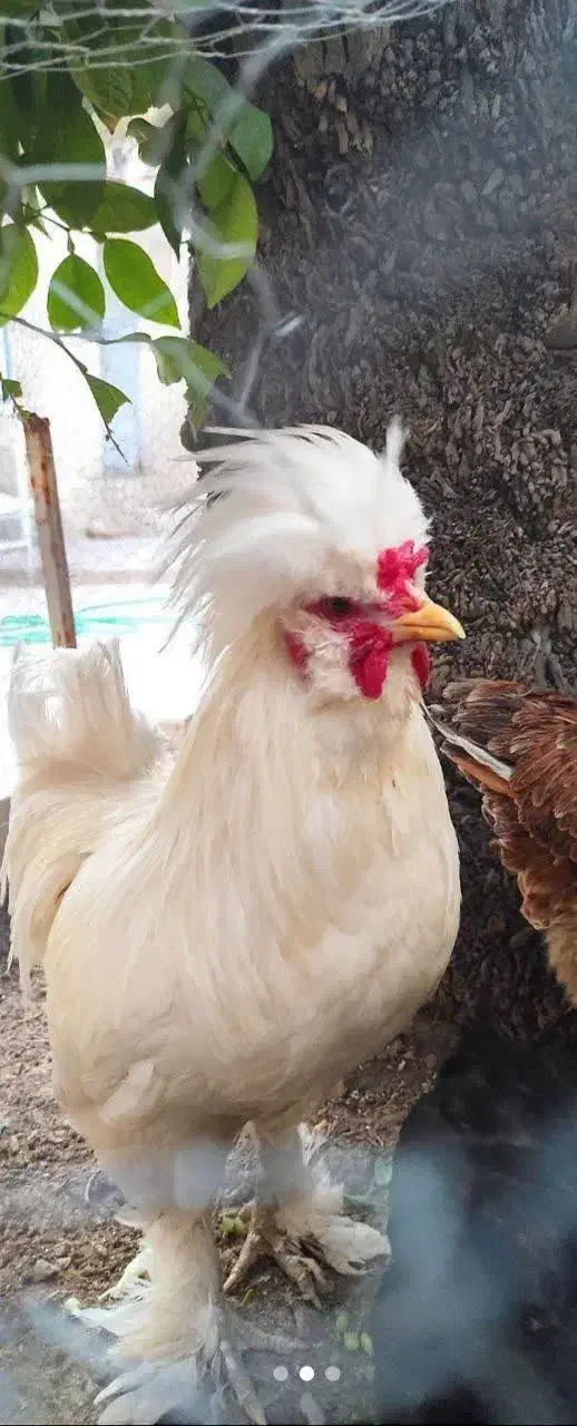 مرغ و خروس سلطان|حیوانات مزرعه|کازرون, |دیوار