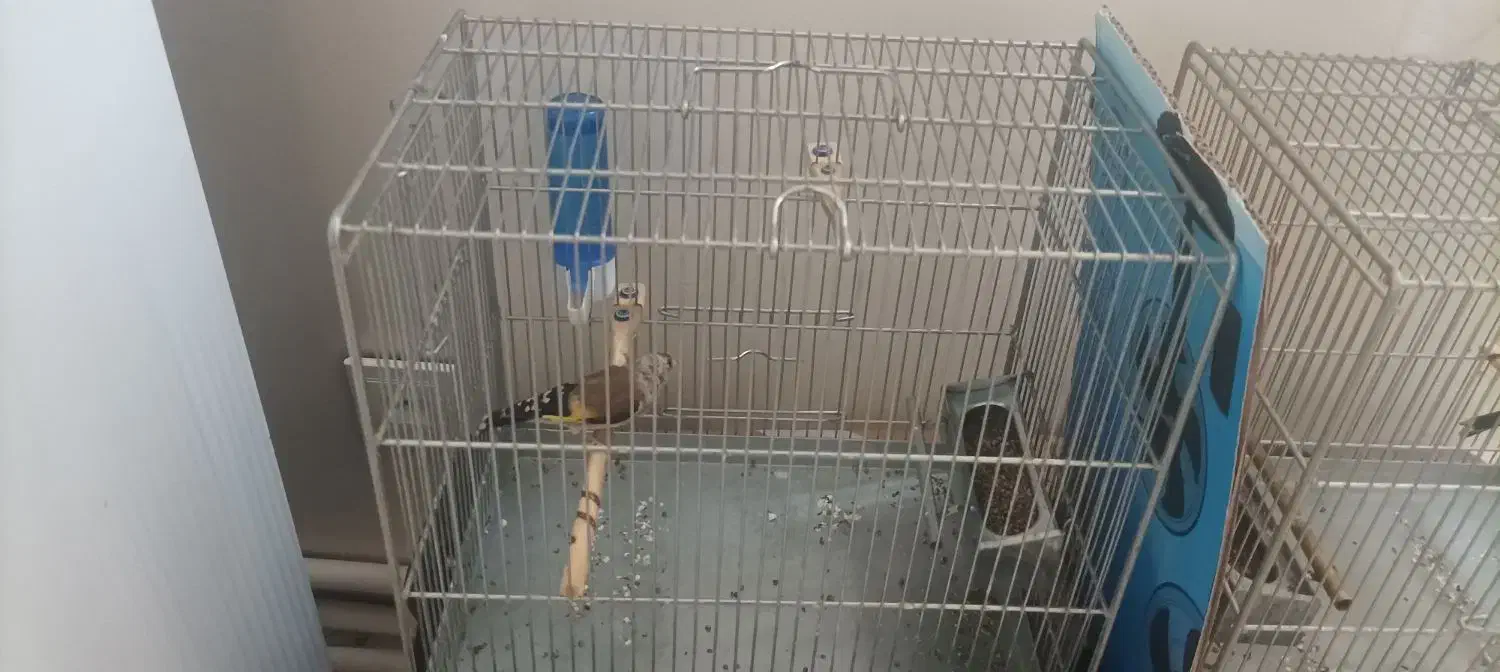 سهره|پرنده|ری, سیزده آبان|دیوار