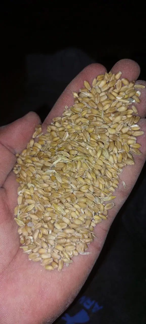 گندم|گل و گیاه طبیعی|خرمشهر, |دیوار
