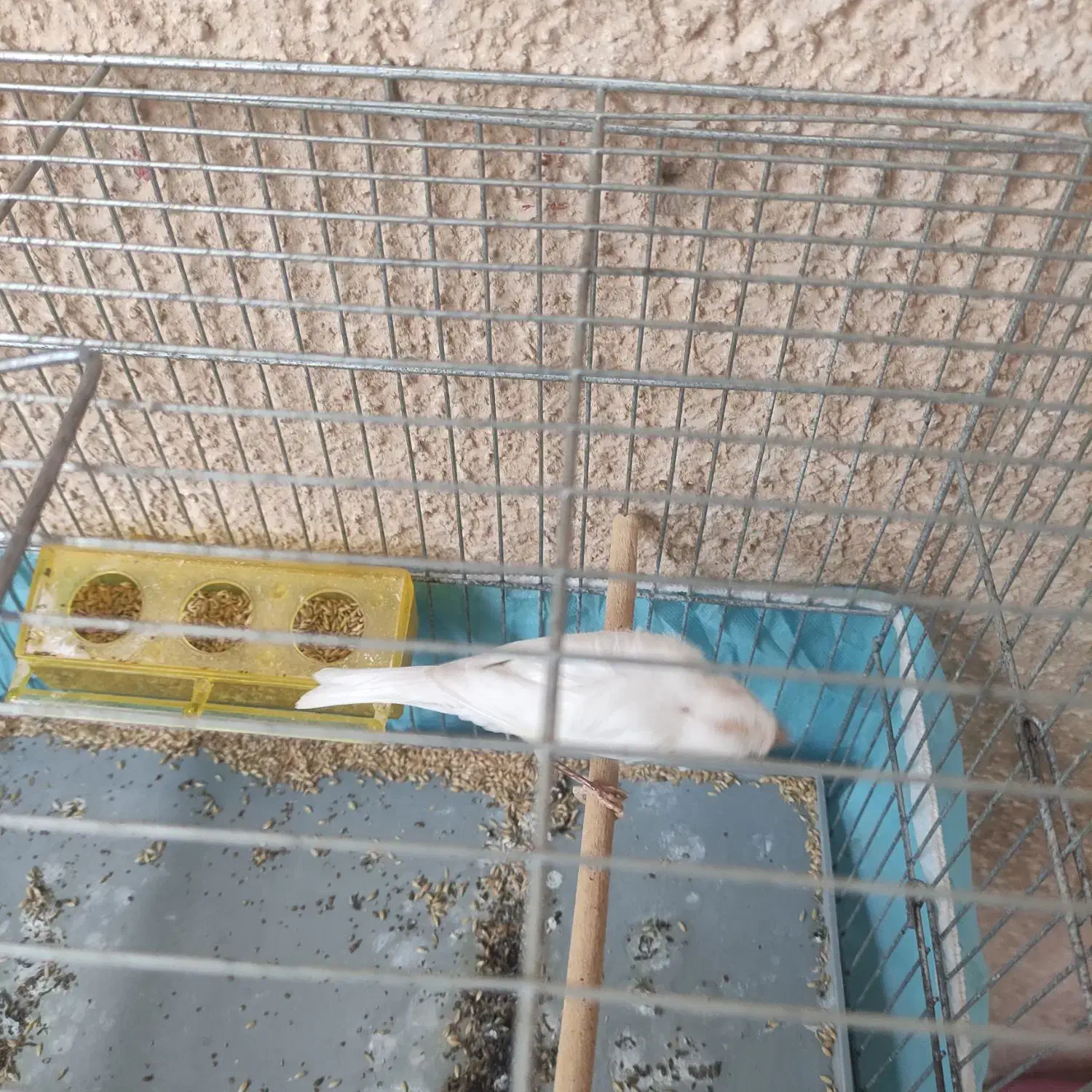 قناری مست|پرنده|چمران, |دیوار