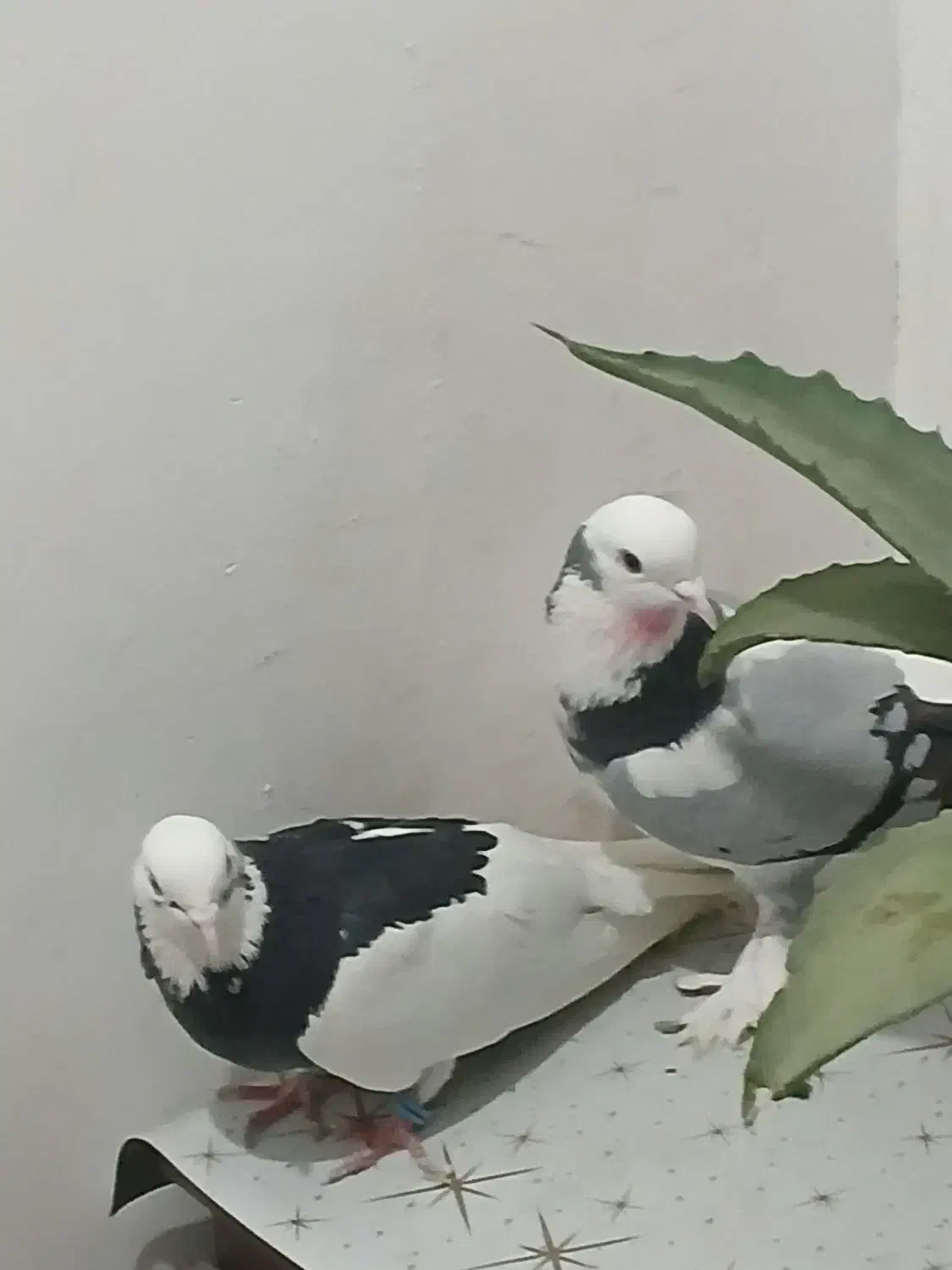 کفتر پرشی|پرنده|تهران, آهنگ|دیوار