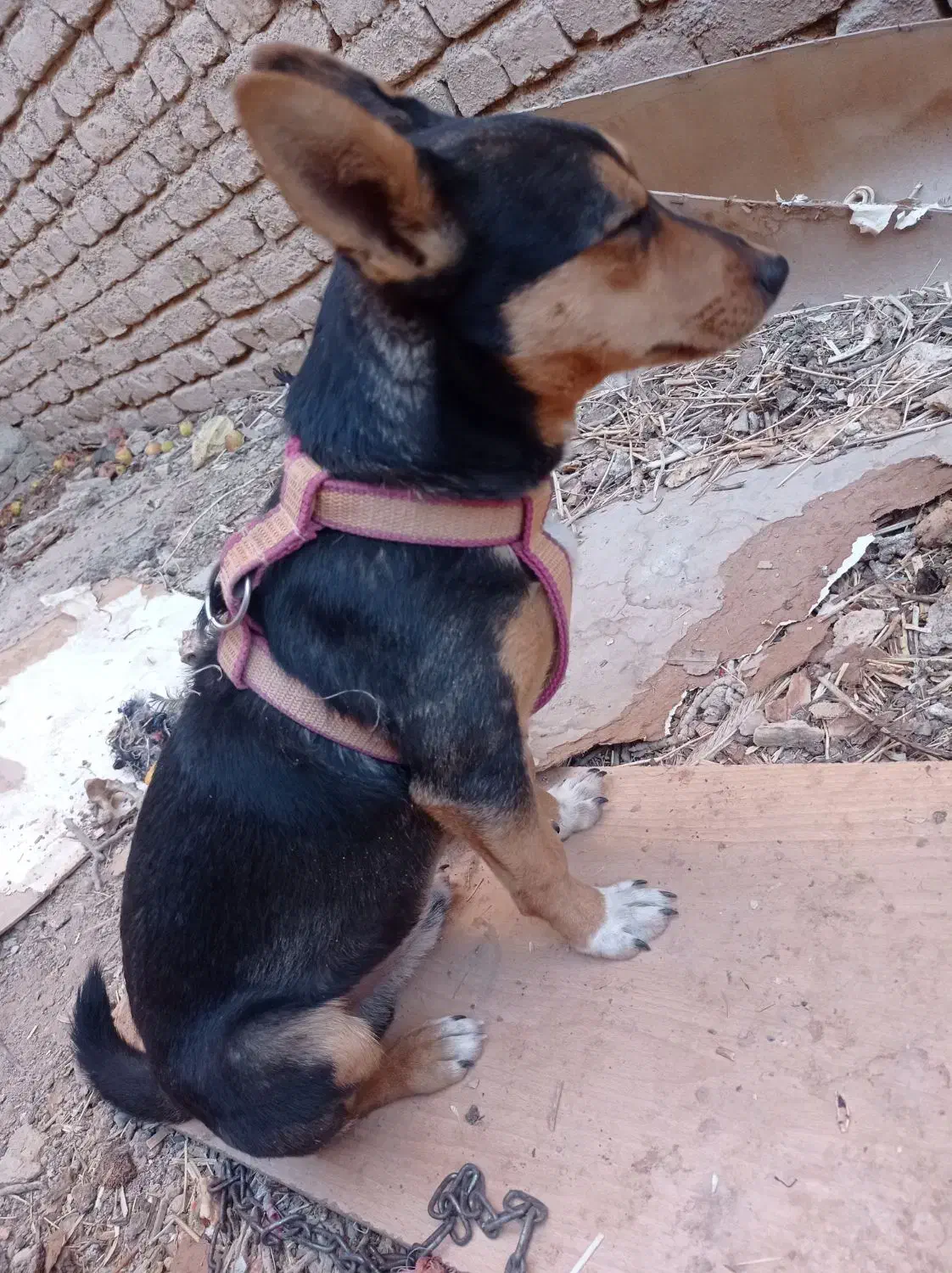 سگ پا کوتاه|سگ|سلطانیه, |دیوار