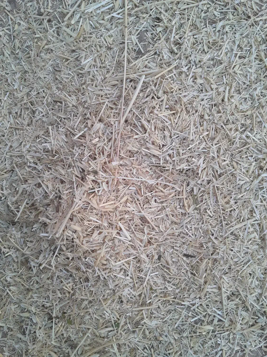 کاه گندم ریز ارسال به تمامی نقاط کشور|عمدهفروشی|قیدار, |دیوار