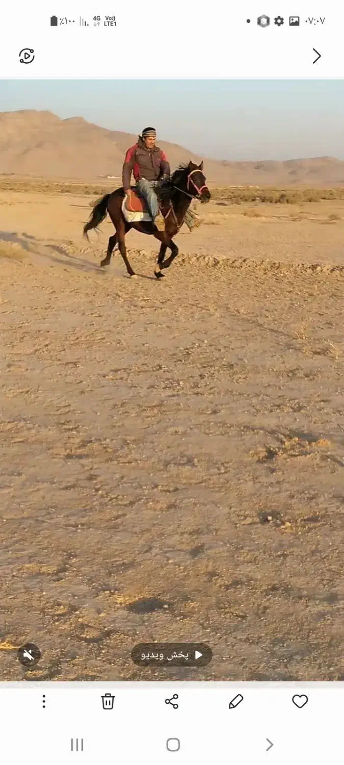 اسب یورقه|اسب و تجهیزات اسب‌سواری|چناران, |دیوار