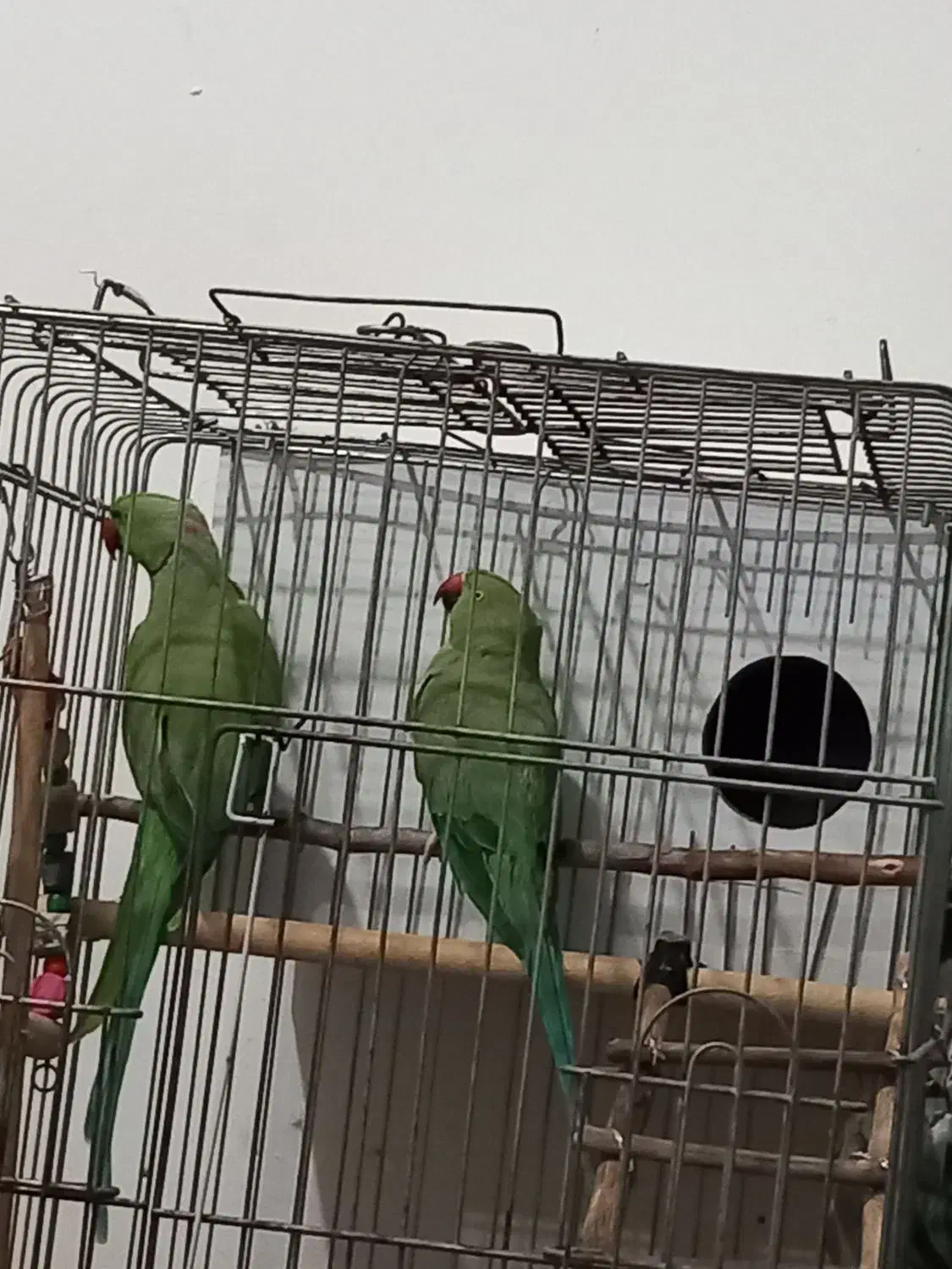 یه جفت طوطی ملنگو مولد موعظه دارم .|پرنده|کرج, کمال‌شهر|دیوار