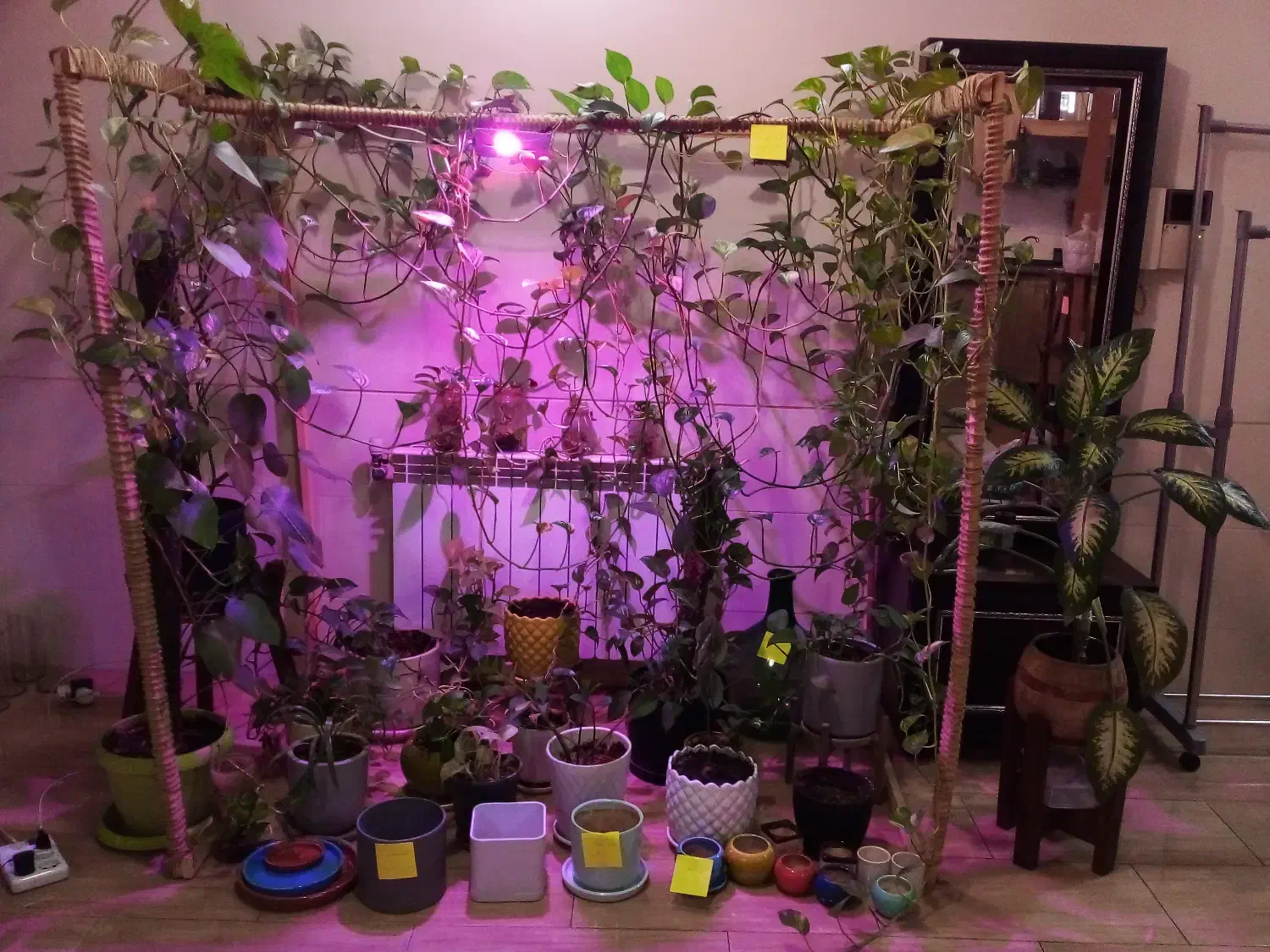 گلهای آپارتمانی با نور مصنوعی مخصوص(ماوراءبنفش)|گل و گیاه طبیعی|شیراز, کوی قضات|دیوار