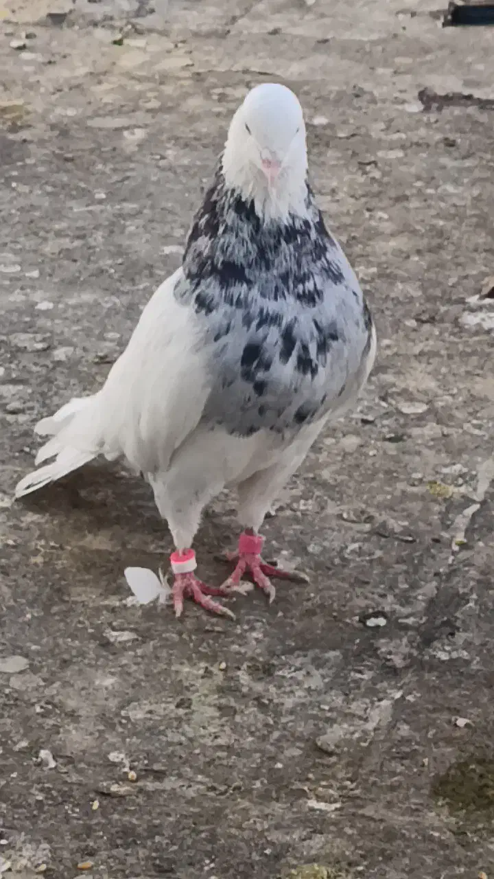 کبوتر طوقی|پرنده|سرپل ذهاب, |دیوار