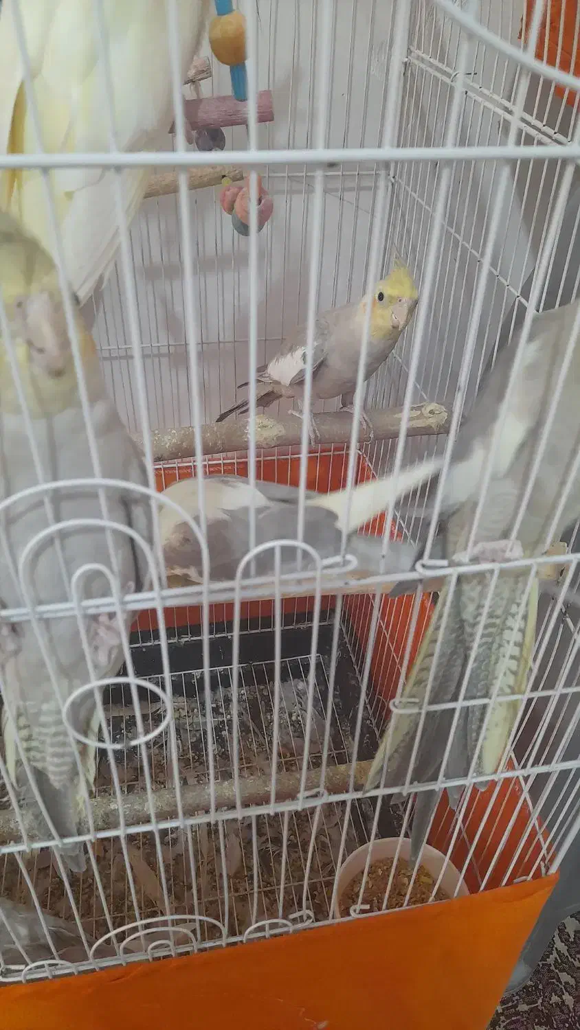 عروس هلندی|پرنده|شاهدشهر, |دیوار