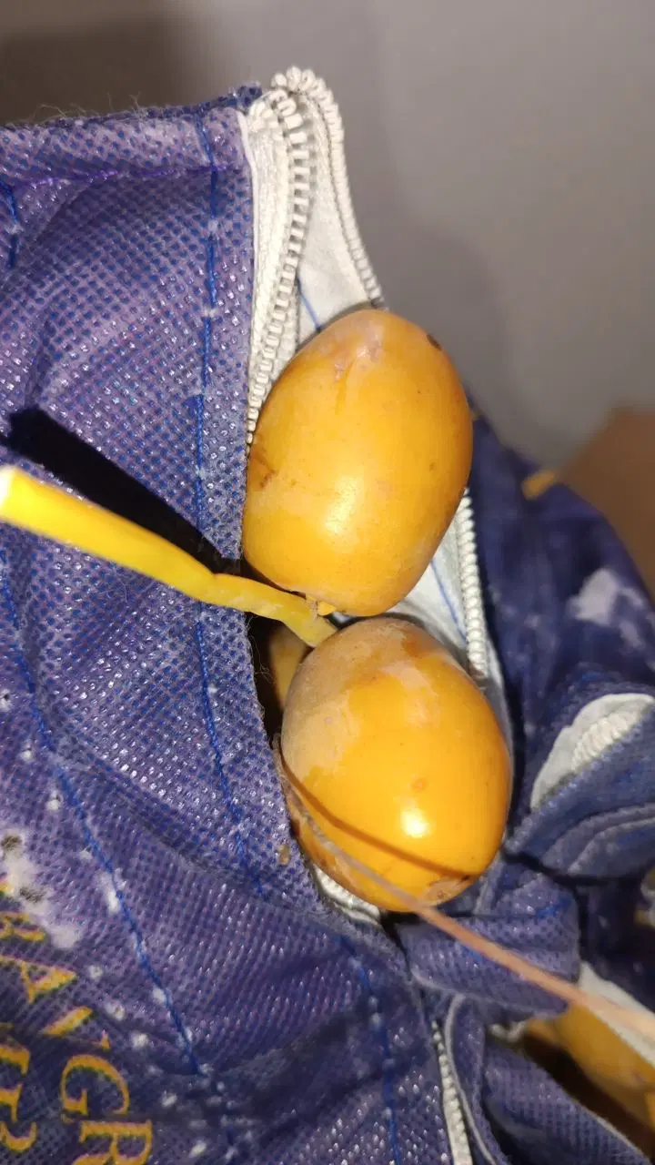 خرما|خوردنی و آشامیدنی|شاهرود, |دیوار
