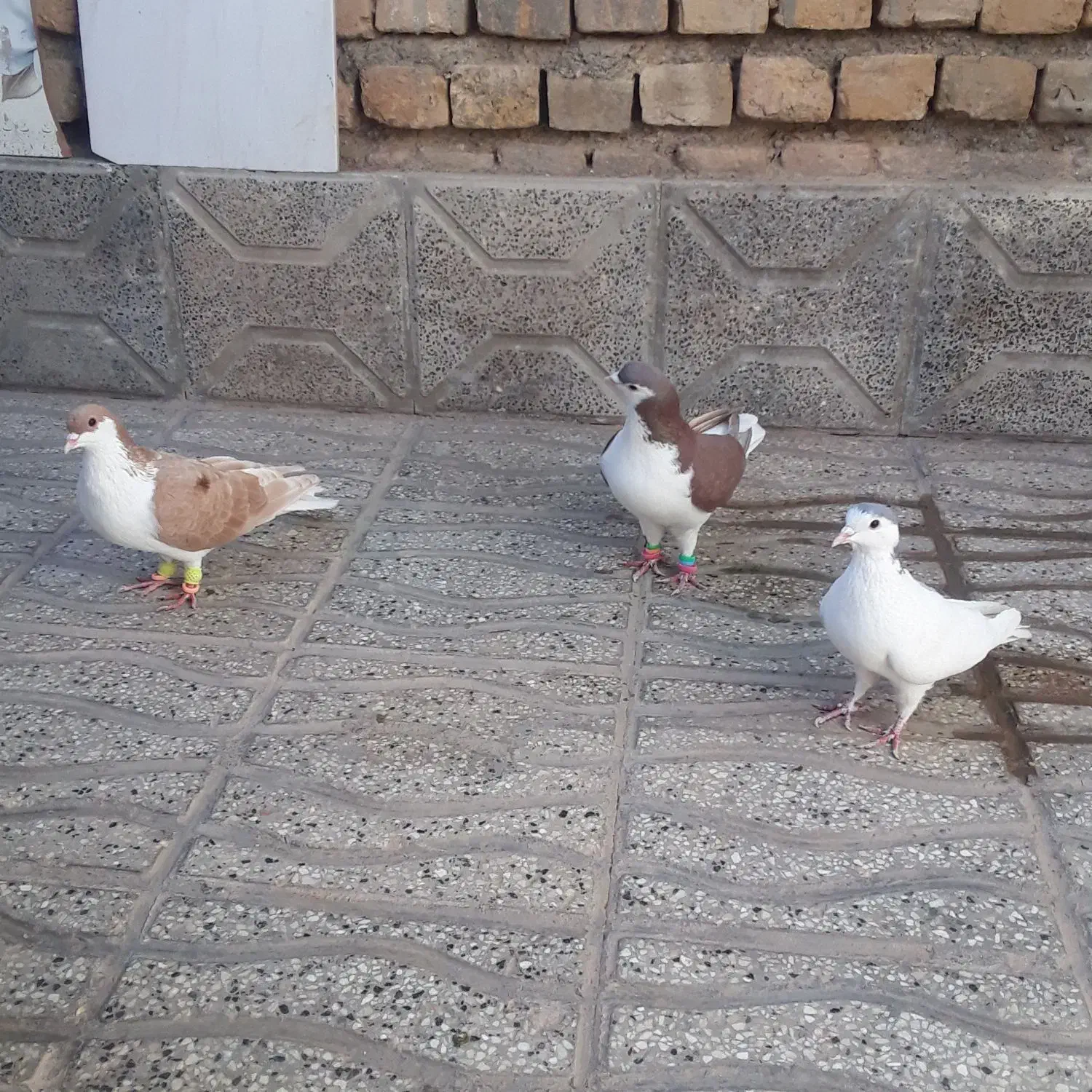 سه عدد رنگه ساده سرخ نر و ساده زرد نر بشرط|پرنده|تربتحیدریه, مسجد جامع|دیوار