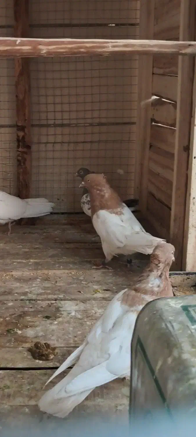 نر کله زرد|پرنده|آباده, |دیوار