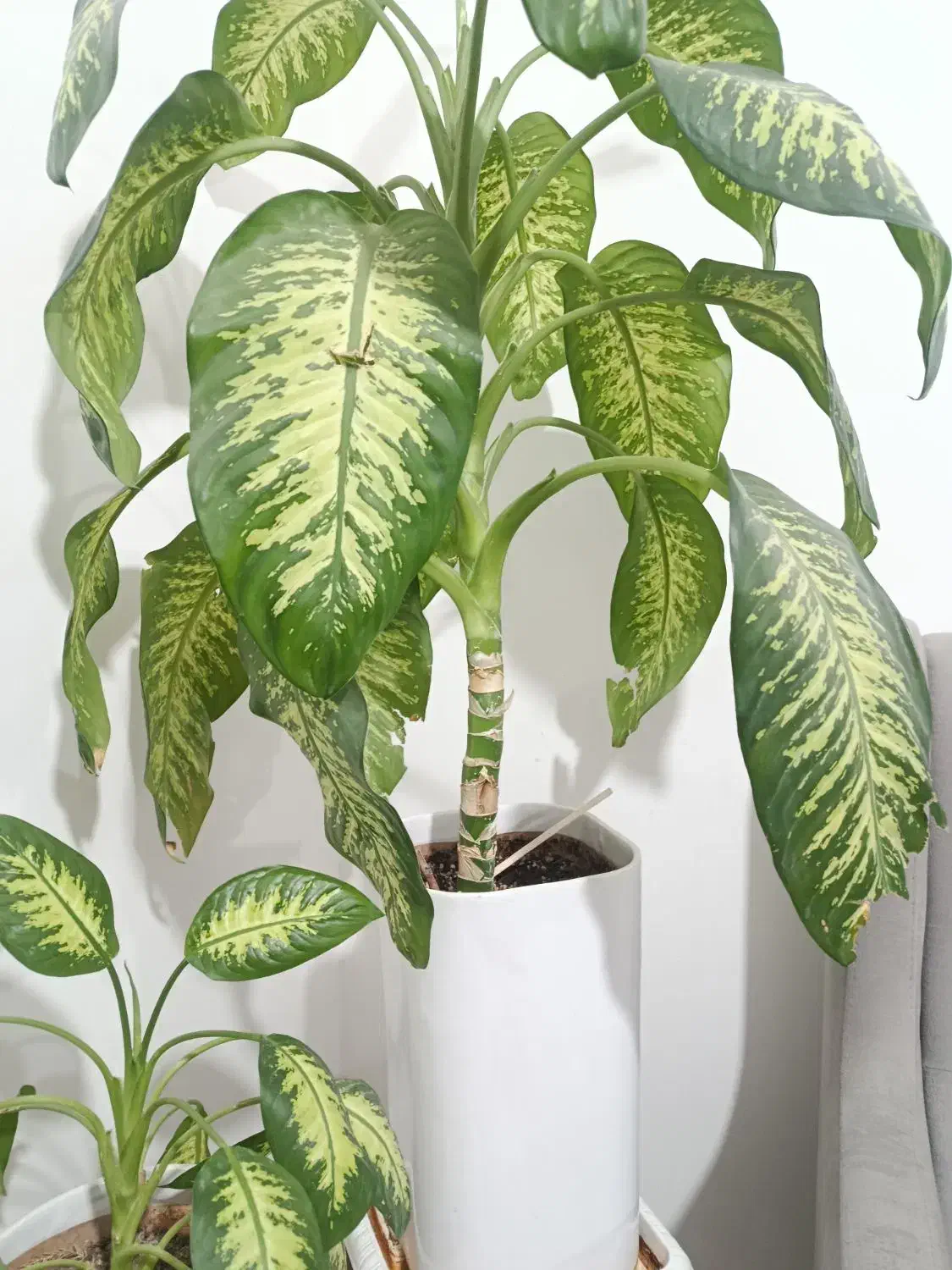 فروش فوری|گل و گیاه طبیعی|شیراز, جوادیه|دیوار