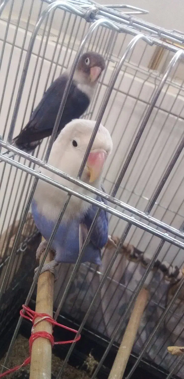 یک جفت کوتوله برزیلی ۶تخمه|پرنده|تهران, ارامنه|دیوار