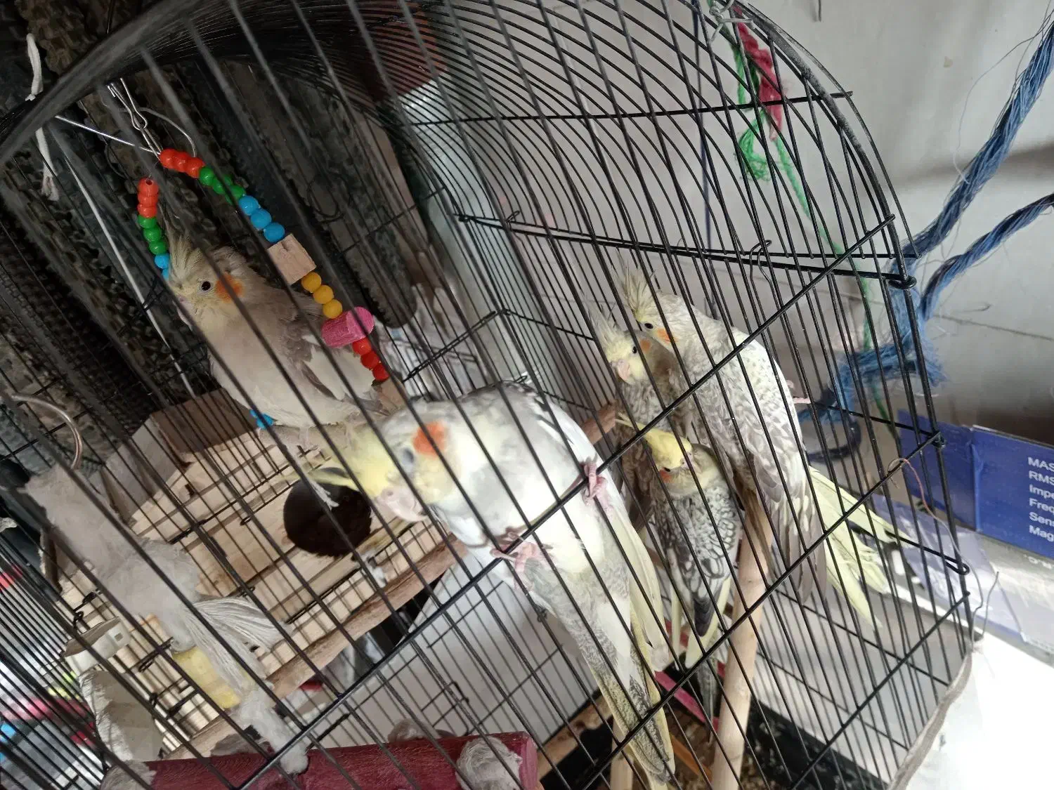 تعدادی عروس هلندی|پرنده|فردیس, شهرک ۱۱۰|دیوار