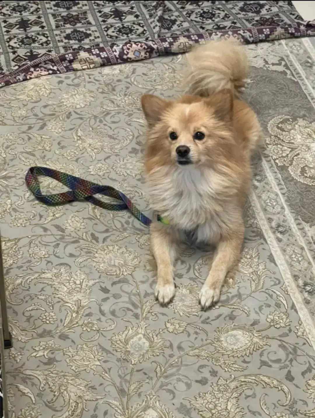 کوچولوی زیبا|سگ|قدس, شهرقدس|دیوار