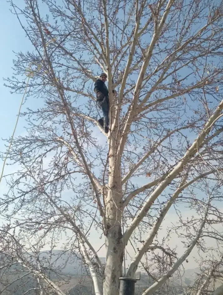 هرس کردن باغ رایگان وخریدن چوب وتنه|خدمات باغبانی و درختکاری|ملارد, |دیوار