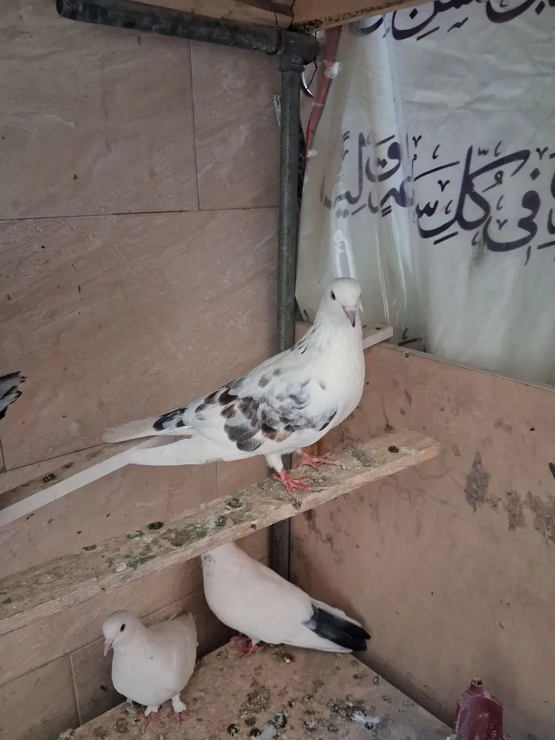 کفتر پرشی|پرنده|تهران, جلیلی|دیوار