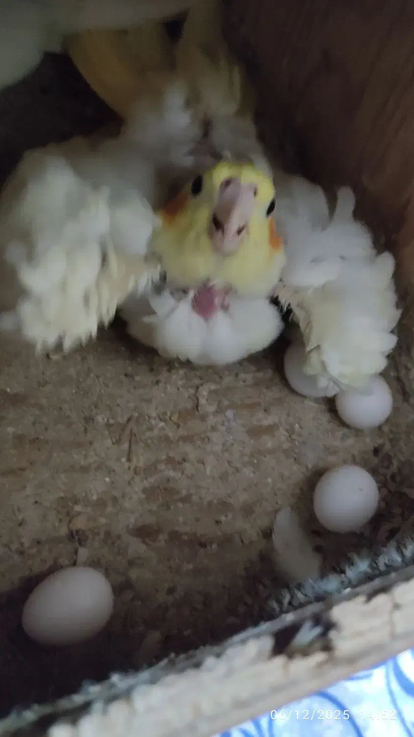 عروس هلندی لوتینو مولد|پرنده|بندر ماهشهر, |دیوار