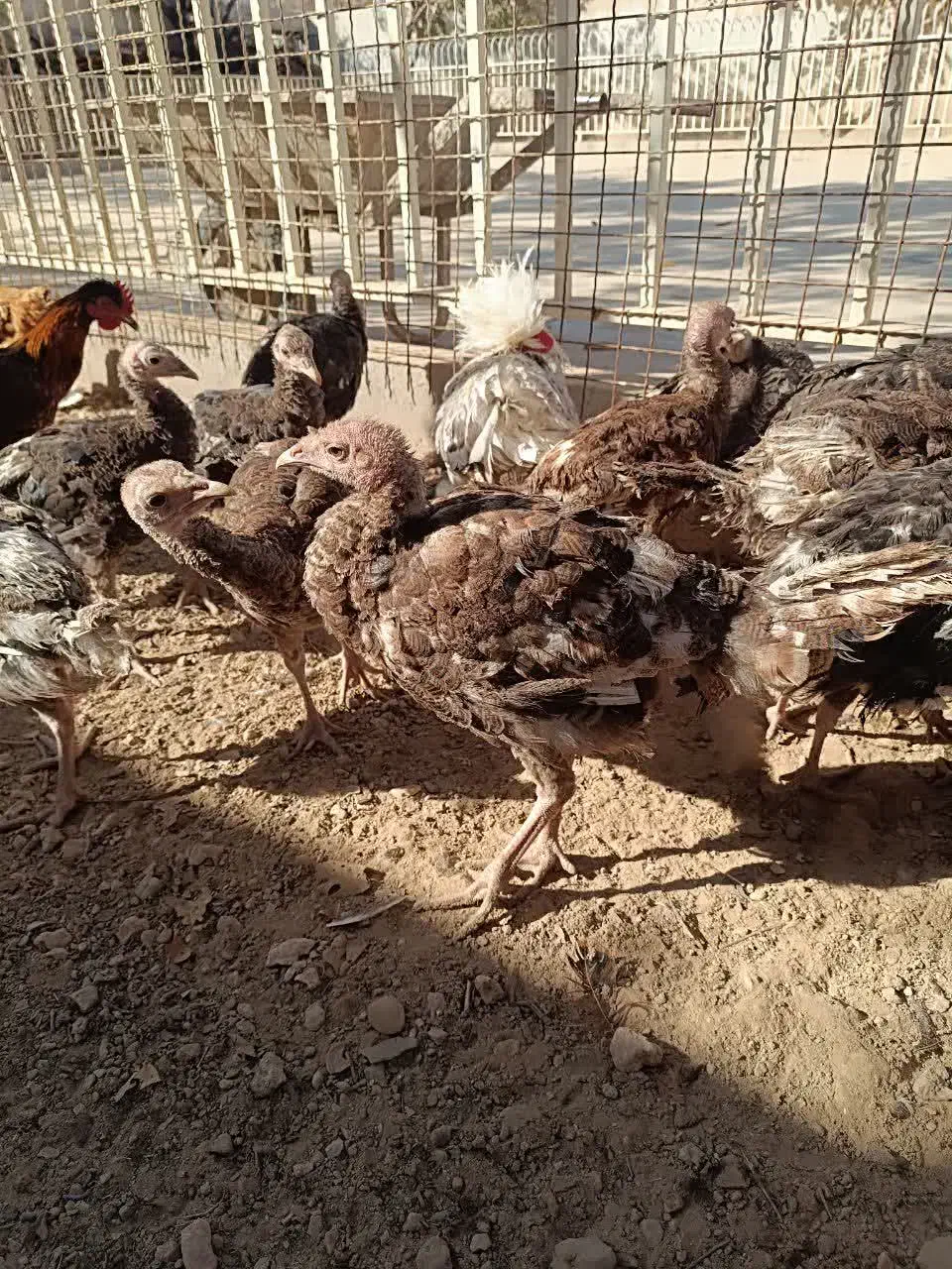 فروش بوقلمون|حیوانات مزرعه|خرقان, |دیوار