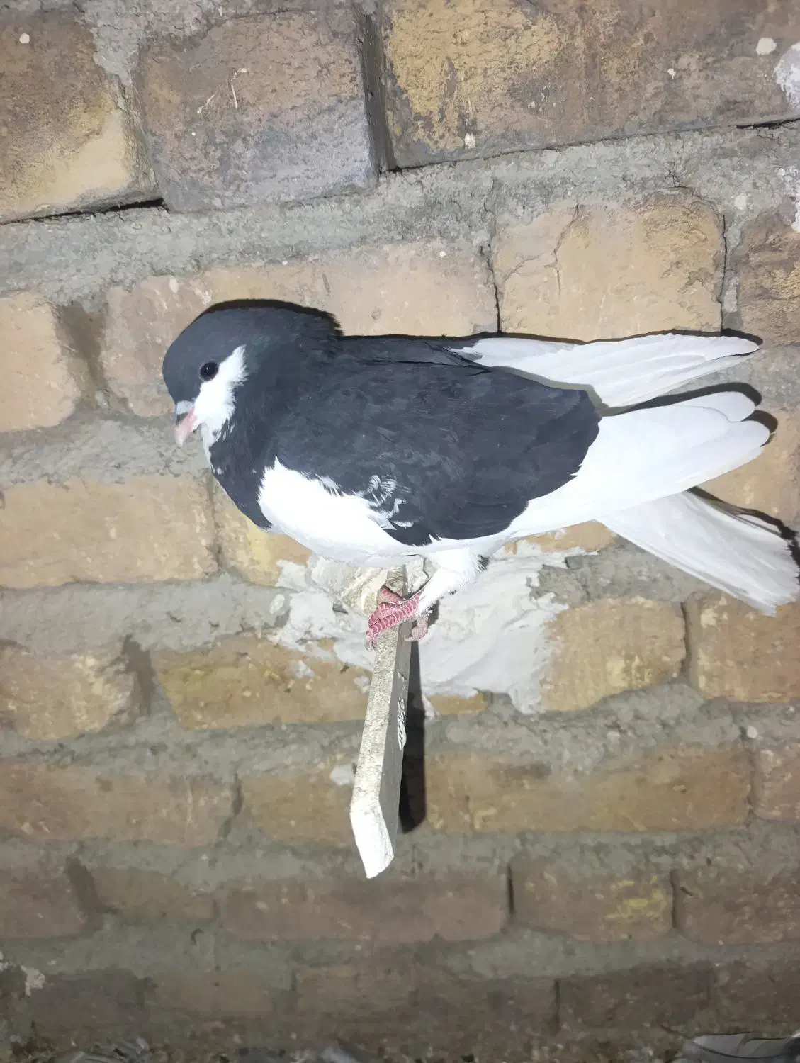 کبوتر یا کفتر|پرنده|کوه چنار, |دیوار