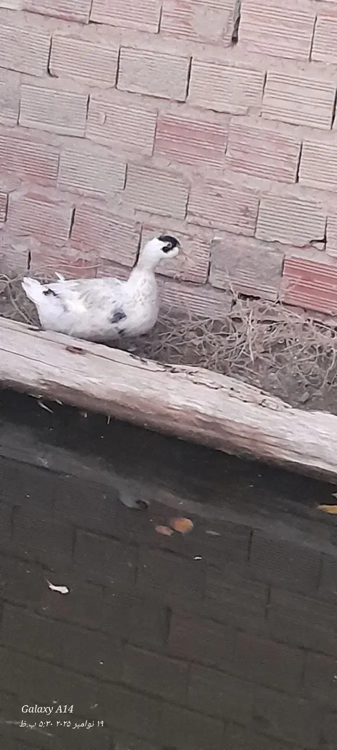 اردک|حیوانات مزرعه|مریوان, |دیوار