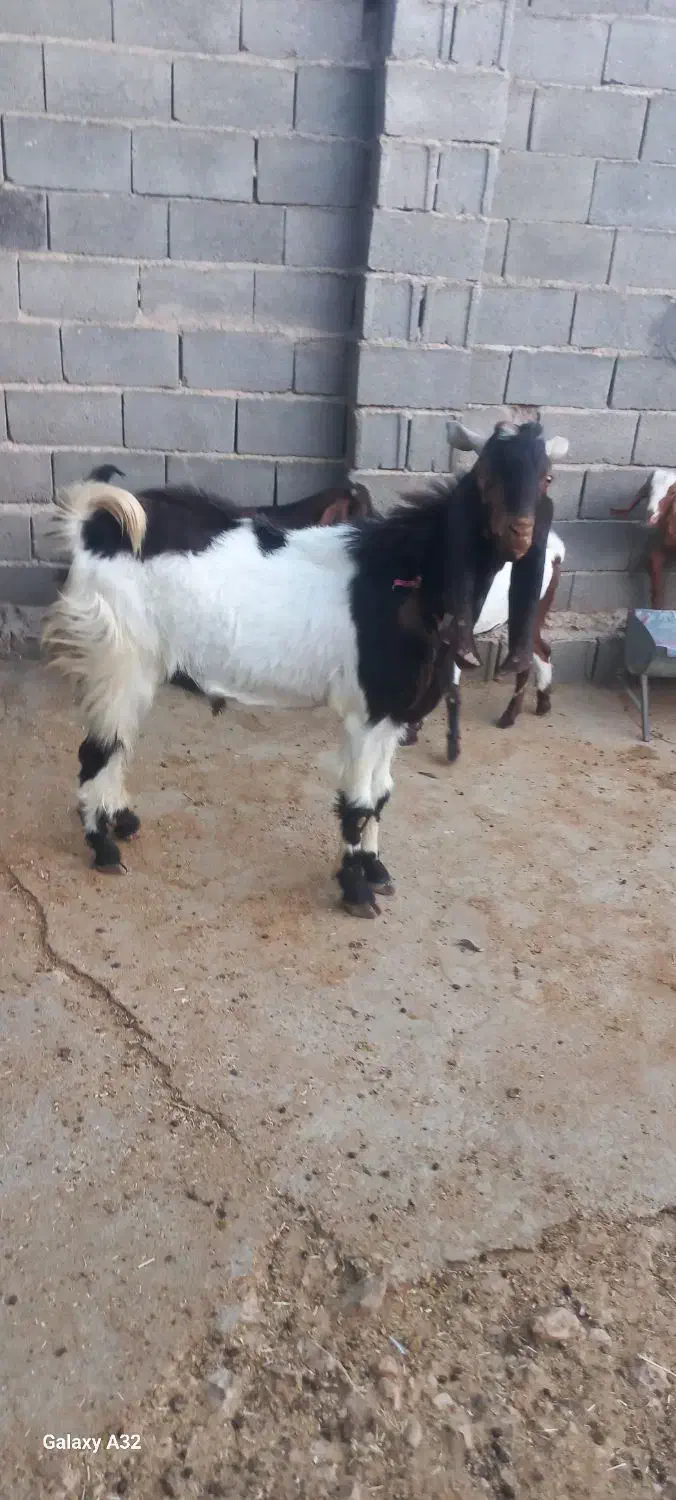 کهره‌‌چپش‌.تخمی‌داشتی|حیوانات مزرعه|سیمکان, |دیوار