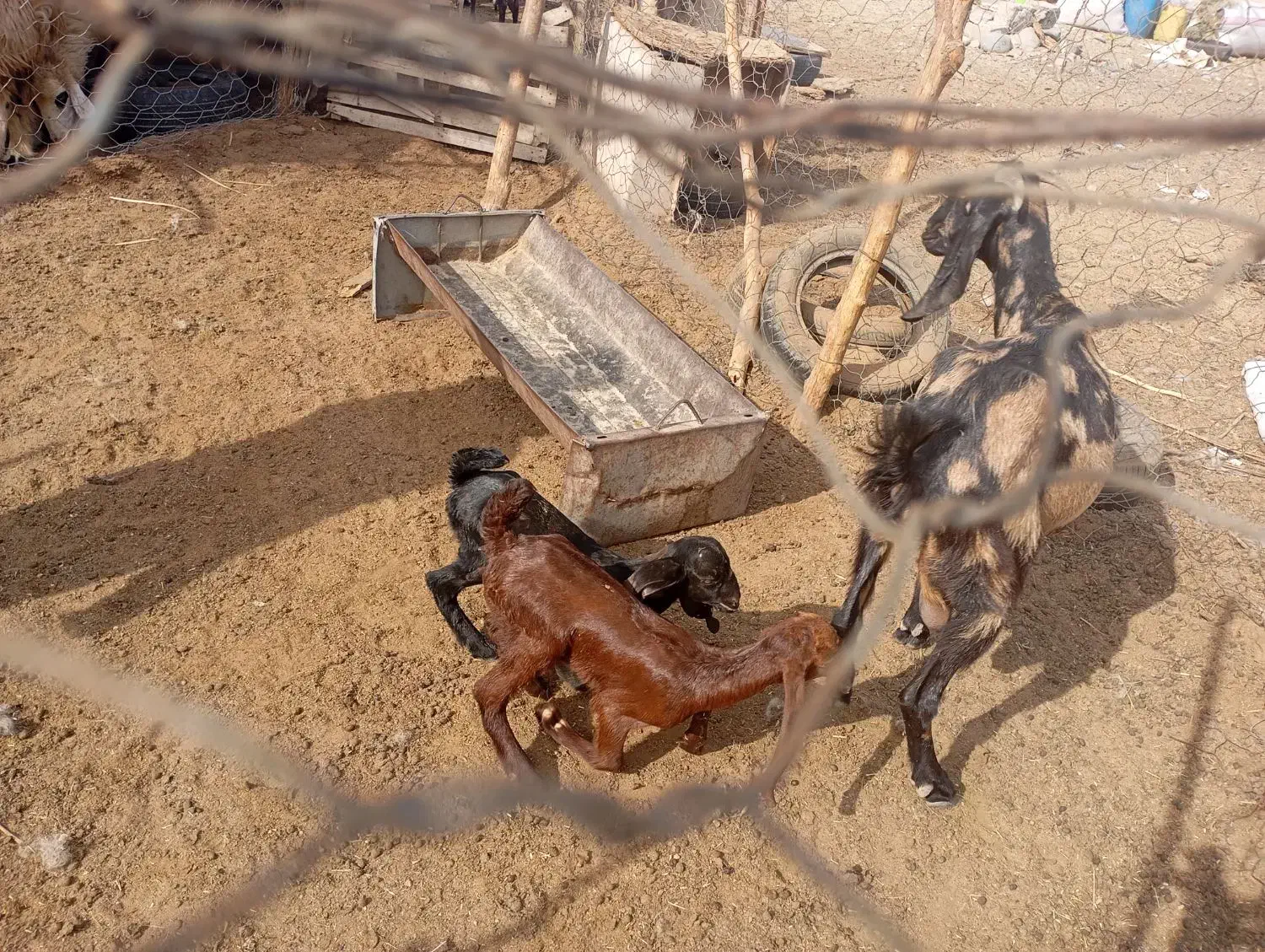 بز با دوتا کره|حیوانات مزرعه|جیرفت, |دیوار