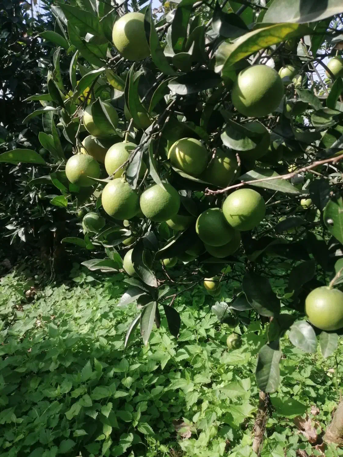 فروش پرتقال سردرختی|خوردنی و آشامیدنی|چابکسر, |دیوار