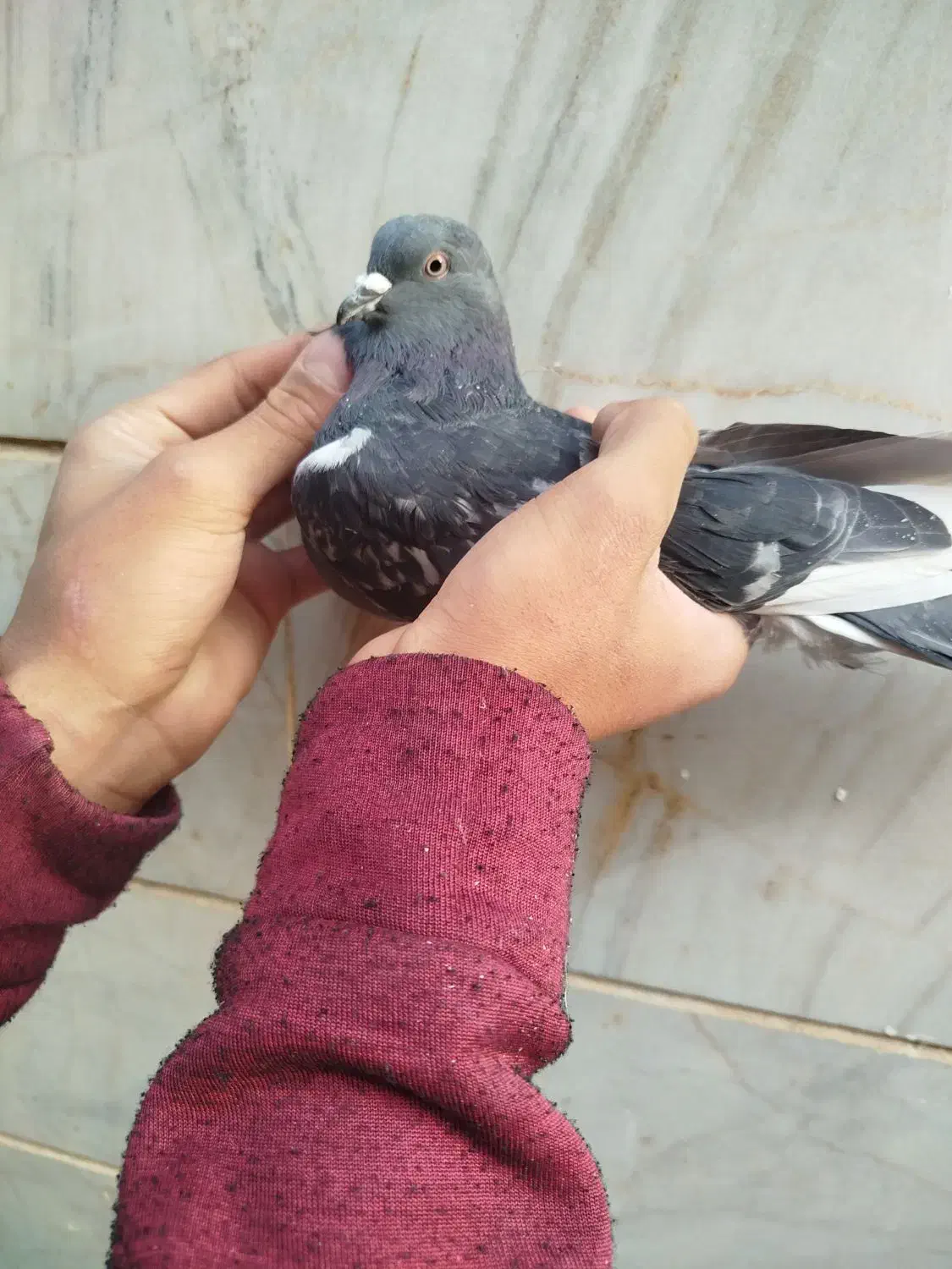 سلام به دوستان عشقبازای گل ۵عدد کفتر به فروش میرسد|پرنده|مهاجران, |دیوار