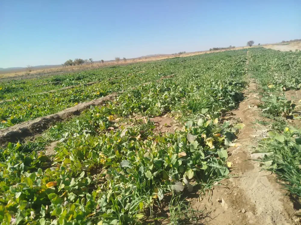 شلغم محلی|خوردنی و آشامیدنی|خبر, |دیوار
