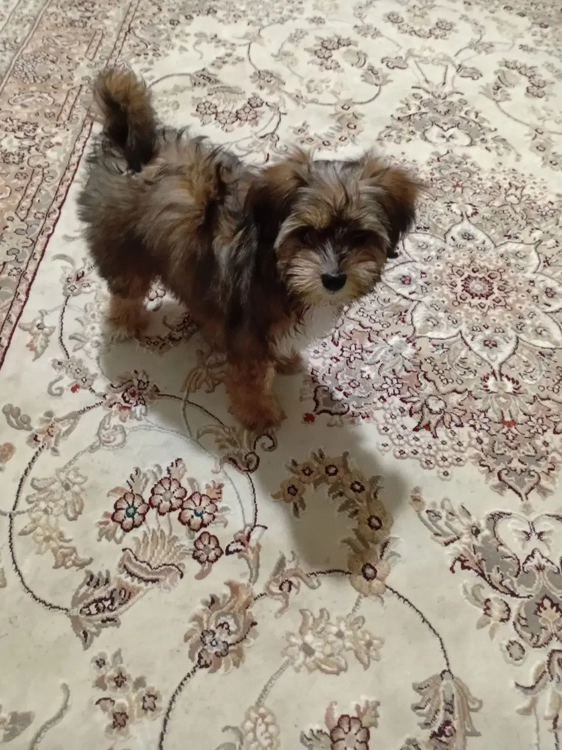 سگ کوچولو پاکوتاه|سگ|ارومیه, |دیوار