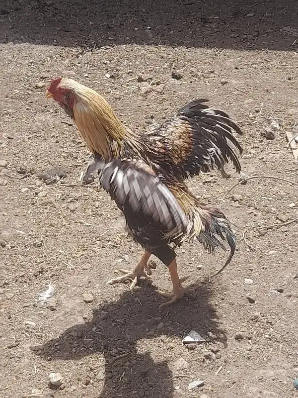 جوجه لاری و خروس|حیوانات مزرعه|زاوه, |دیوار