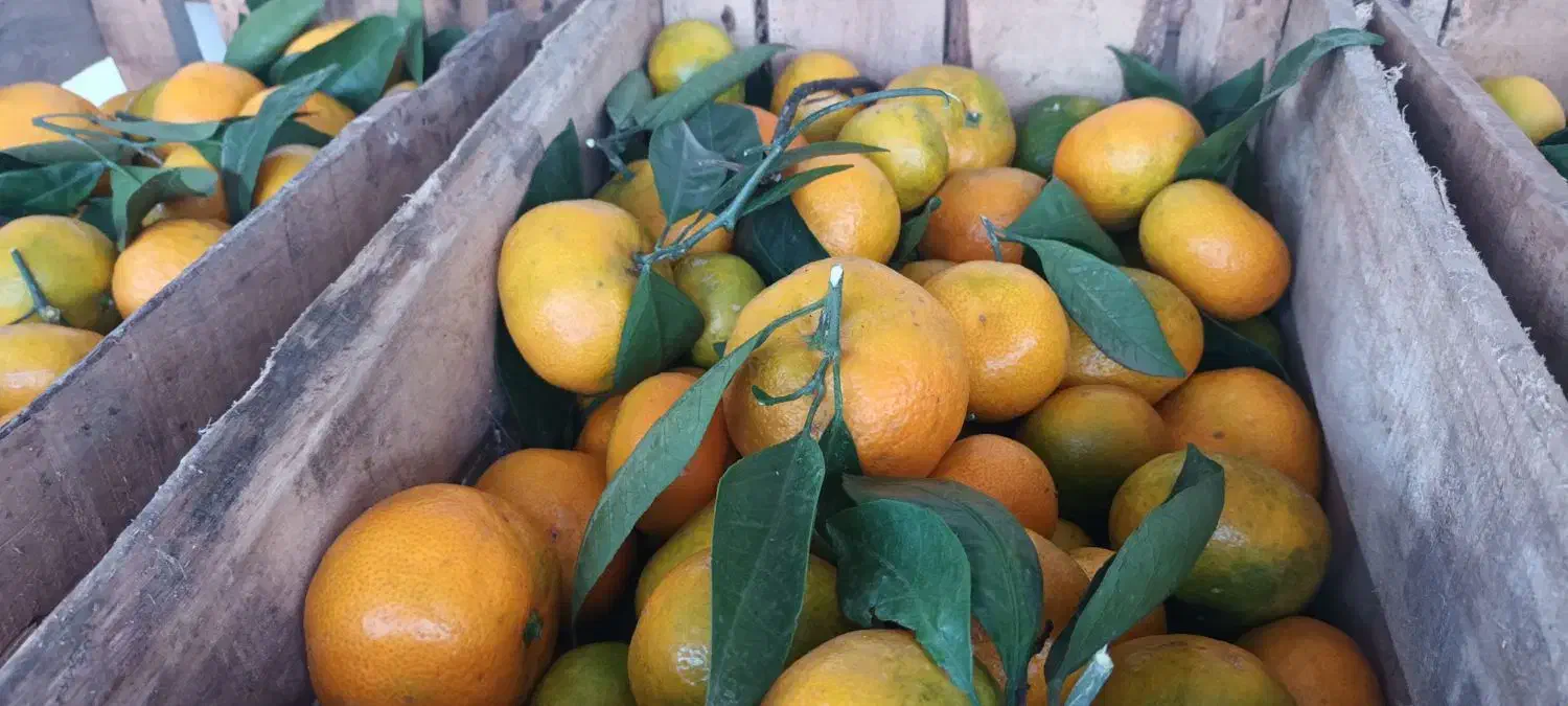 نارنگی انشو تازه چین برگی و کیوی مربایی|حراج|کلاچای, |دیوار