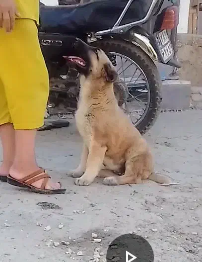 توله 8ماهه|سگ|آشخانه, |دیوار