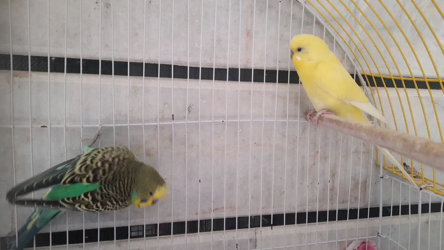 مرغ عشق|پرنده|کردکوی, |دیوار