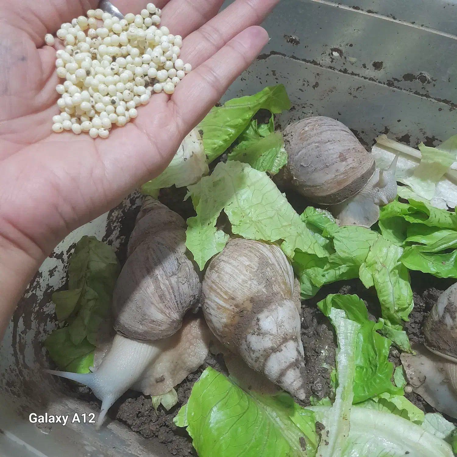 تخم حلزون|خزنده|نیشابور, رحمت آباد|دیوار