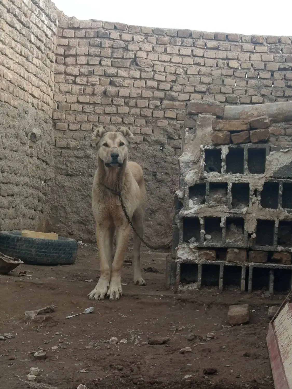 توله|سگ|فیروزه, |دیوار