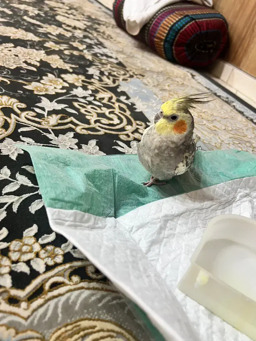 عروس هلندی گمشده|حیوانات|ملارد, |دیوار