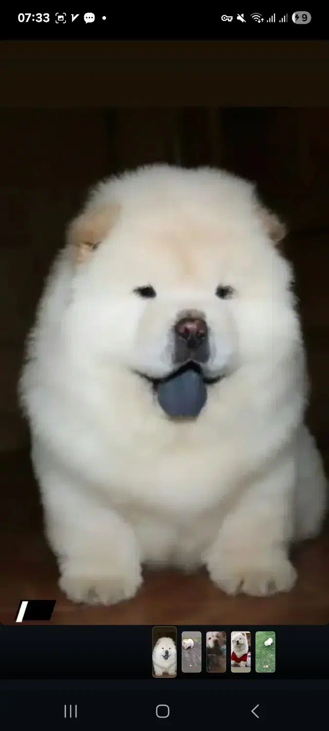 سگ نژاد چاوچاو اصل|سگ|تهران, پامنار|دیوار