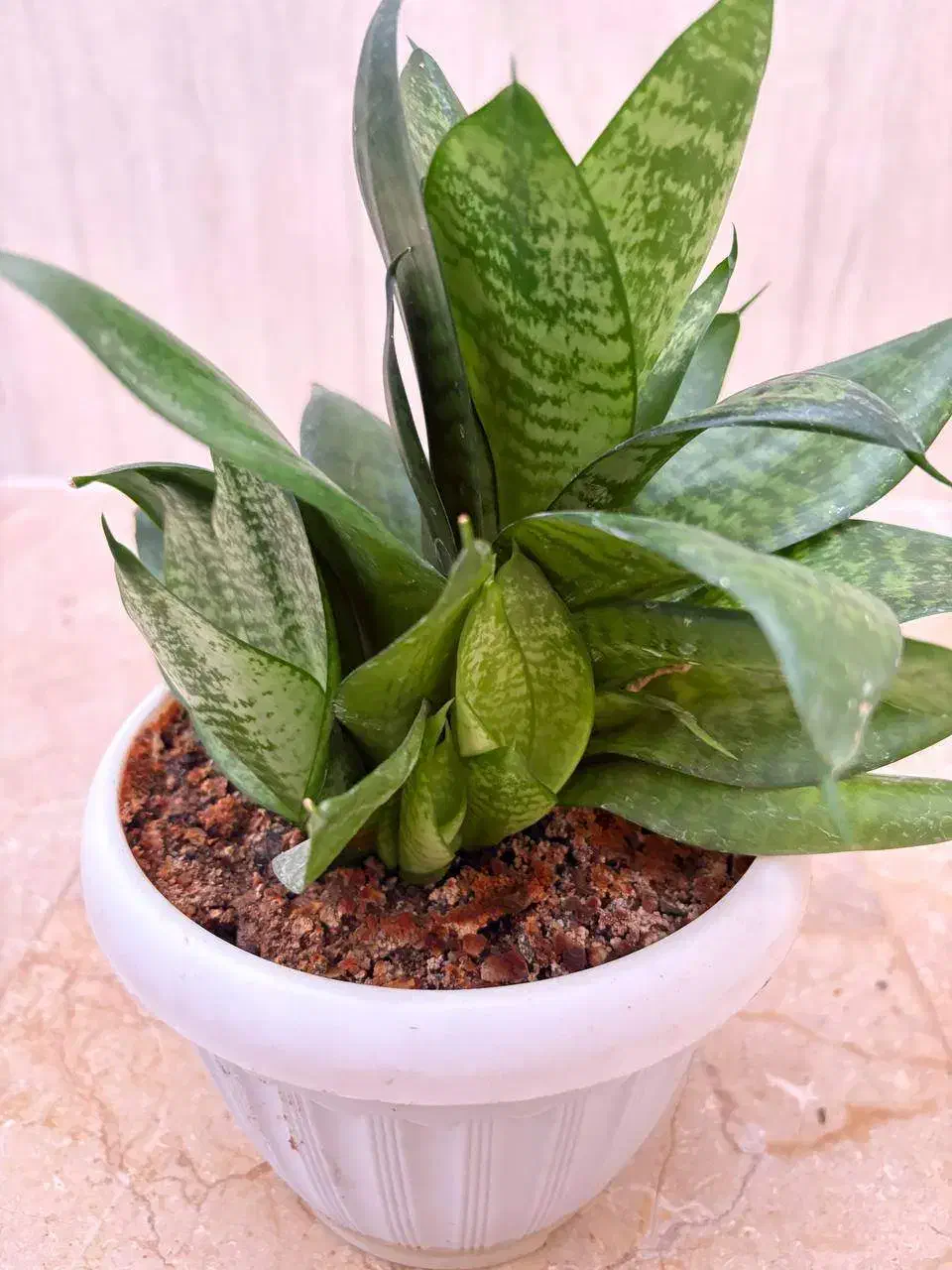 گل سانسوریا پاکوتا|گل و گیاه طبیعی|تاکستان, |دیوار