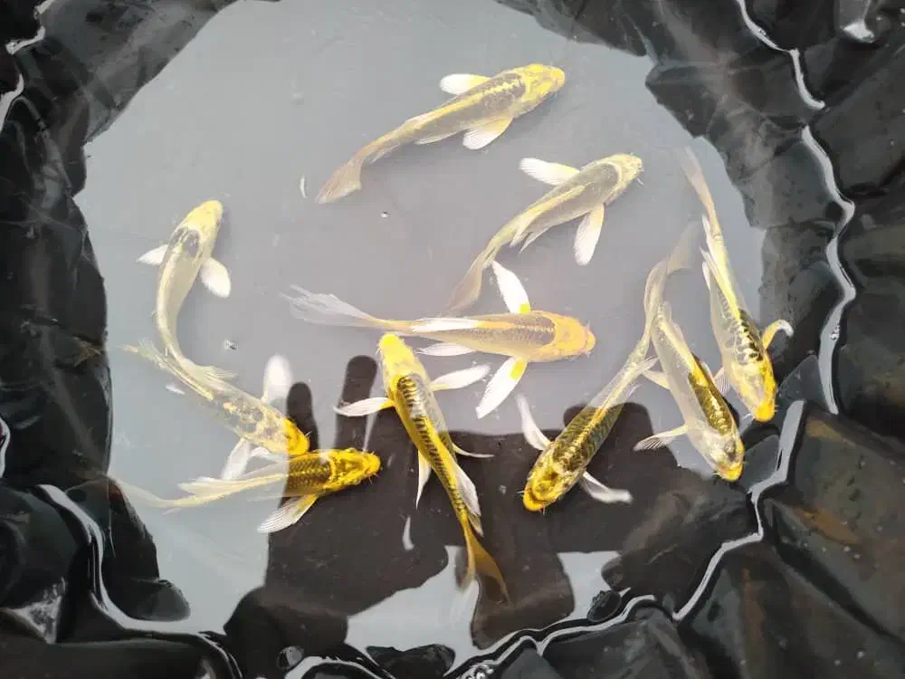 ماهی کوی آکواریومی|ماهی|شهرکرد, |دیوار