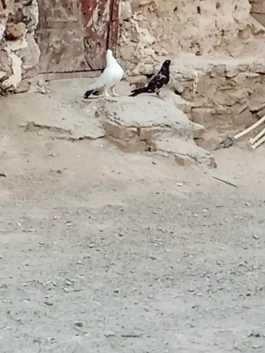 کبوتر|پرنده|سراوان, |دیوار