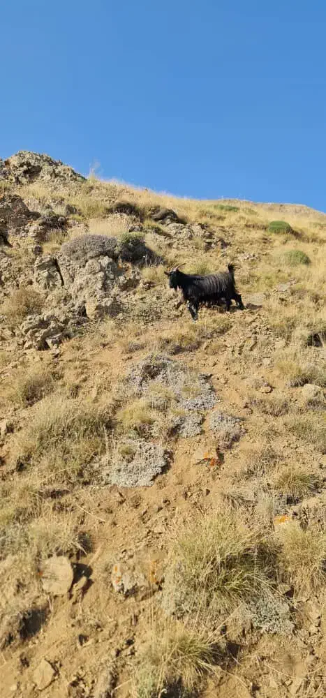 فروش دام زنده.بازدید در محل . اوگانیک|حیوانات مزرعه|کرج, باغستان|دیوار