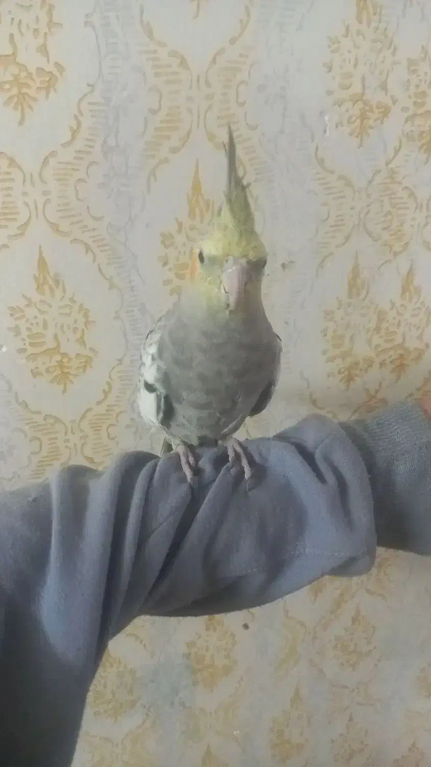 عروس هلندی جوجه۴عدد۳ماه دستی|پرنده|مشهد, چهنو|دیوار