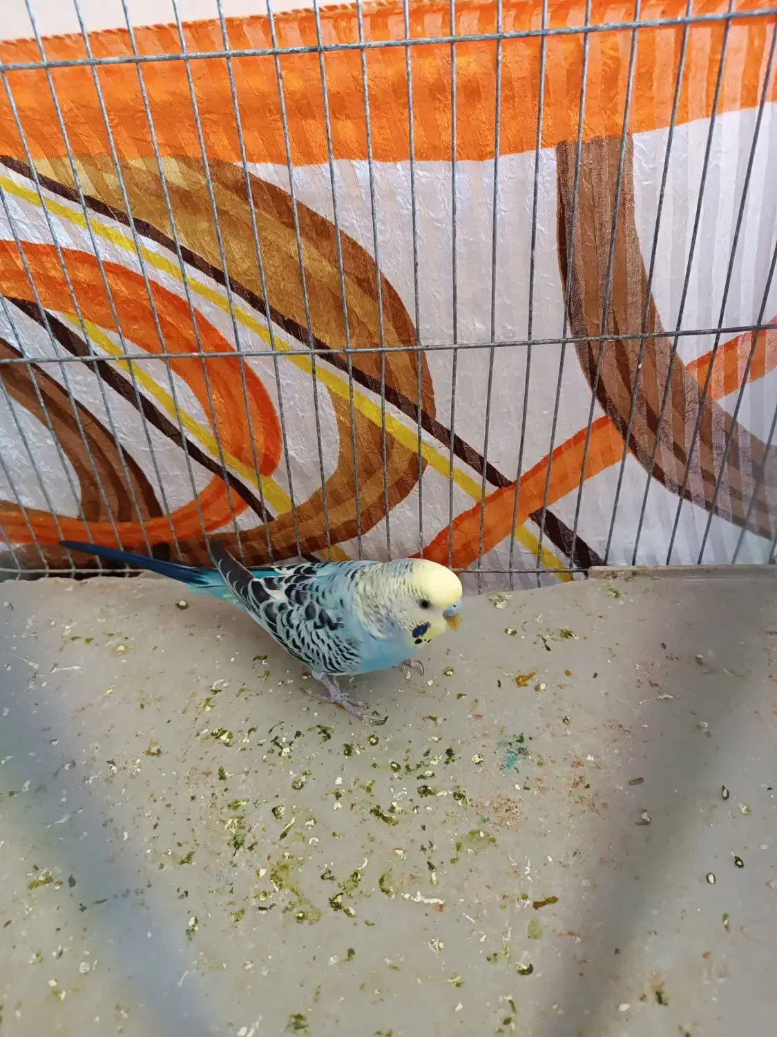 مرغ عشق نر|پرنده|شیراز, ریاستی|دیوار